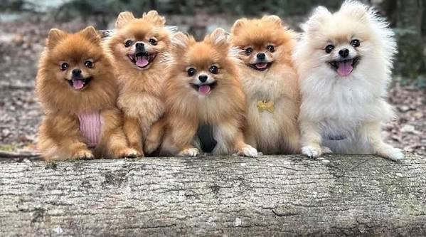 Lot des chiots
